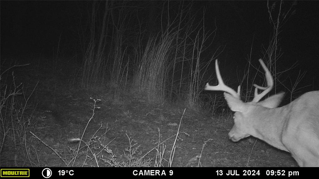 3732 Us Hwy 84 Property Photo 40