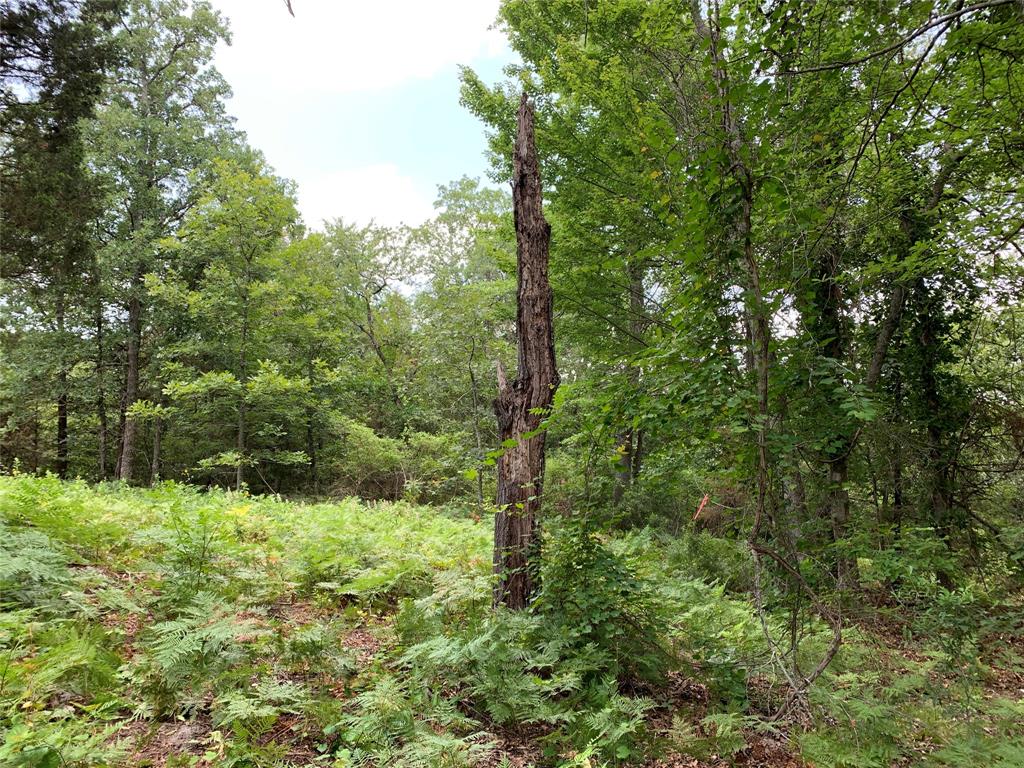 Tbd Hills Drive Property Photo 19