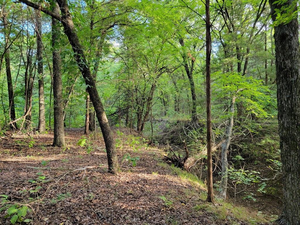 Tbd County Road 127 Property Photo 2