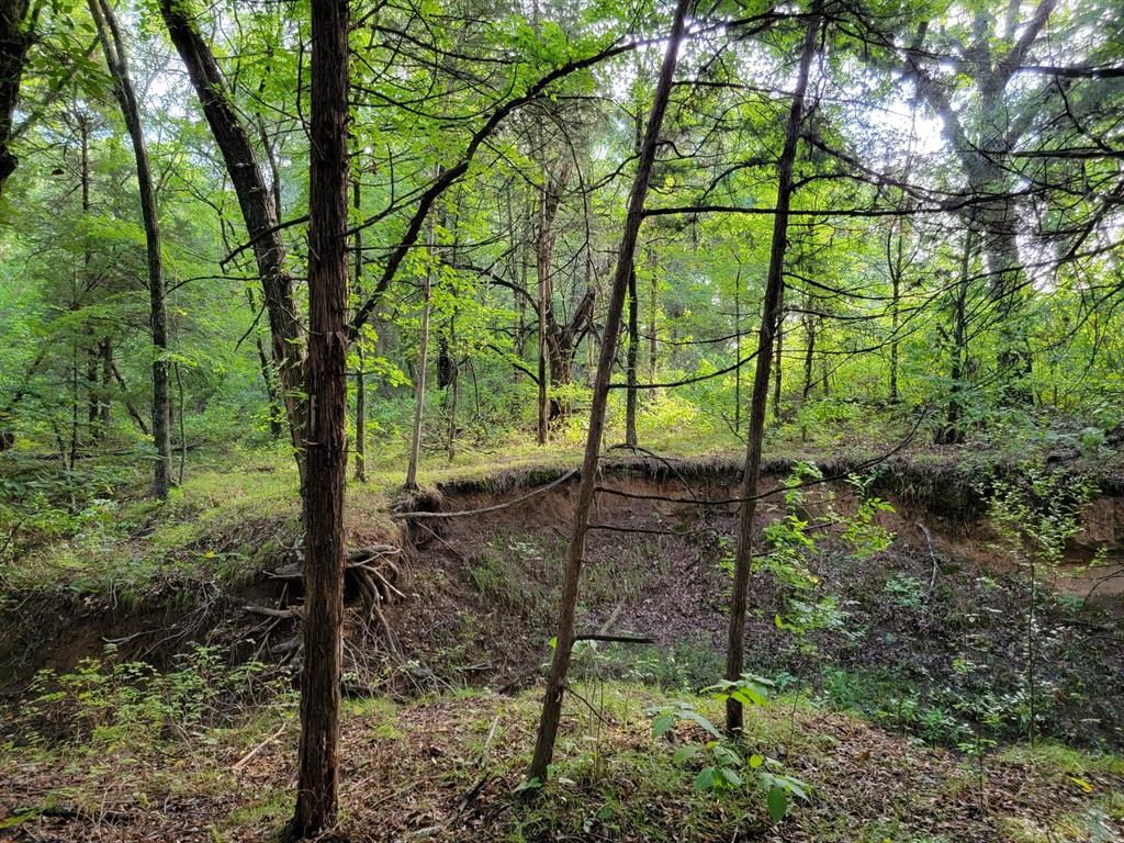 Tbd County Road 108 Property Photo 5