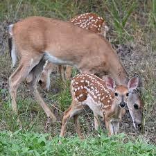 5010 Glen Rose Highway Property Photo 6