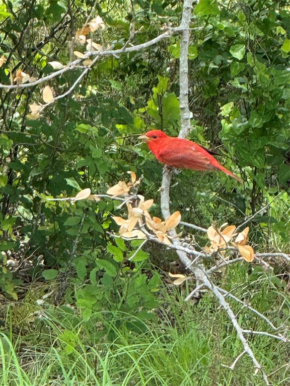 5010 Glen Rose Highway Property Photo 9