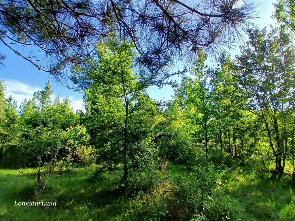 475 County Road 4421 Property Photo 13