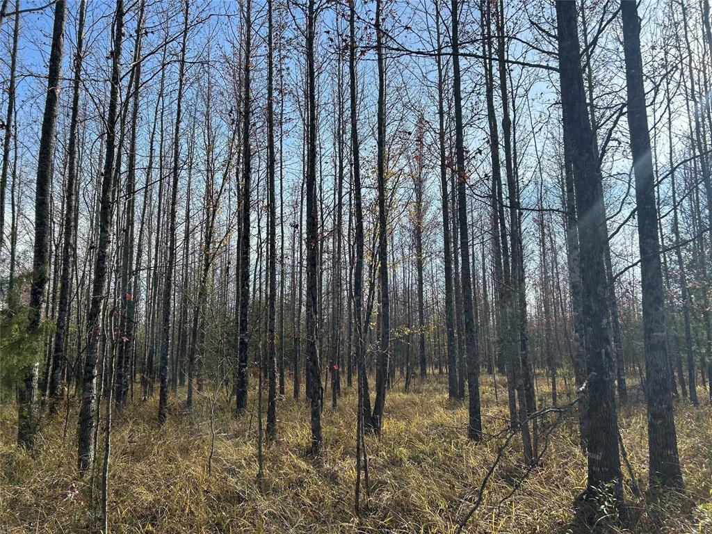Tract A County Road 1412 Property Photo 6