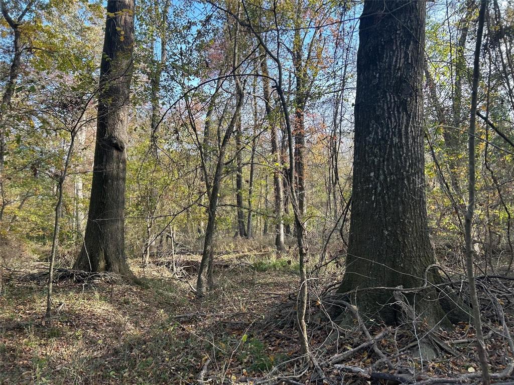 Tract A County Road 1412 Property Photo 10