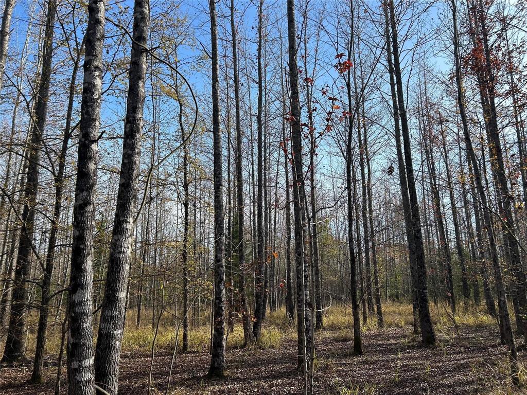 Tract A County Road 1412 Property Photo 15