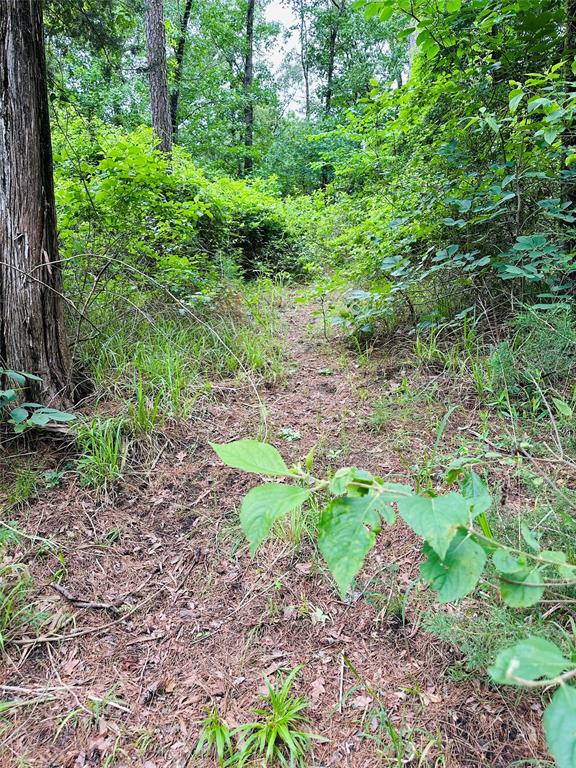 Tbd County Road 4590 Property Photo 3