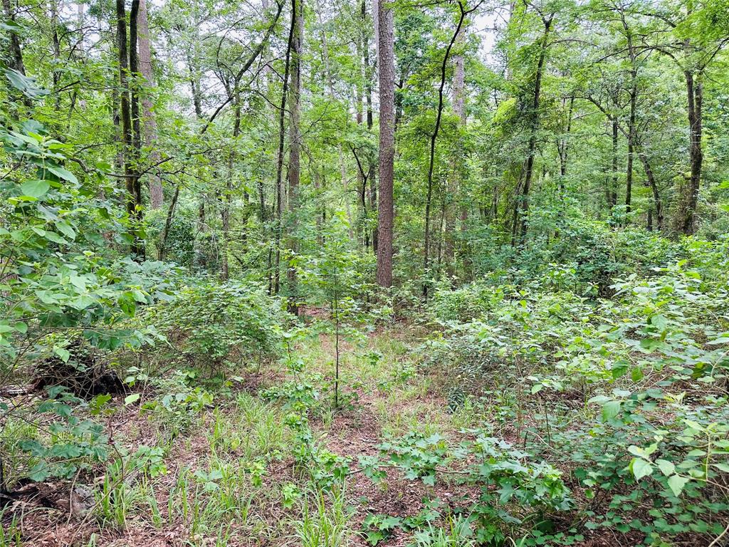 Tbd County Road 4590 Property Photo 5