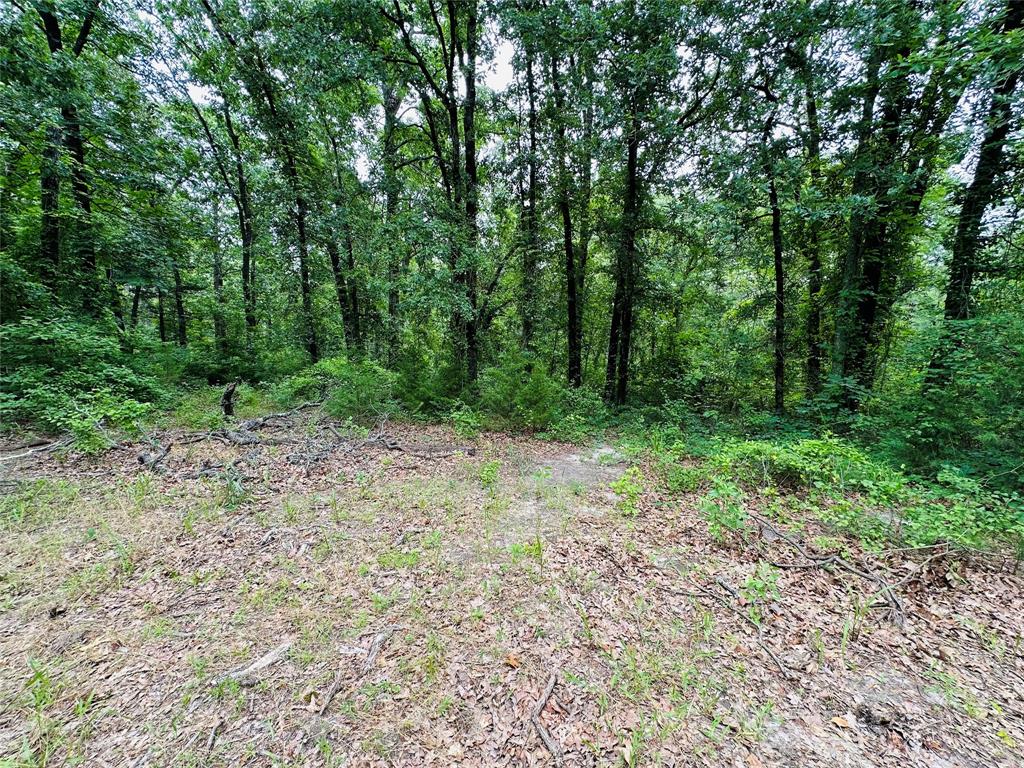 Tbd County Road 4590 Property Photo 6