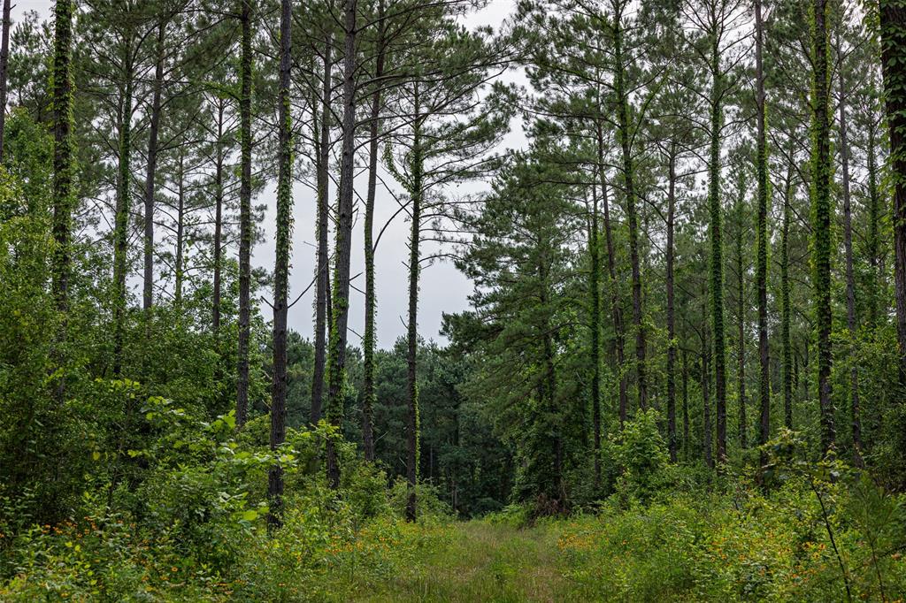 00 County Road 2112 Property Photo 33