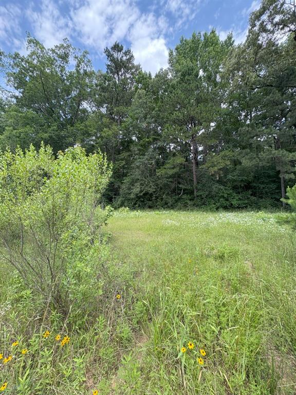 Tbd County Road 425 Property Photo 2
