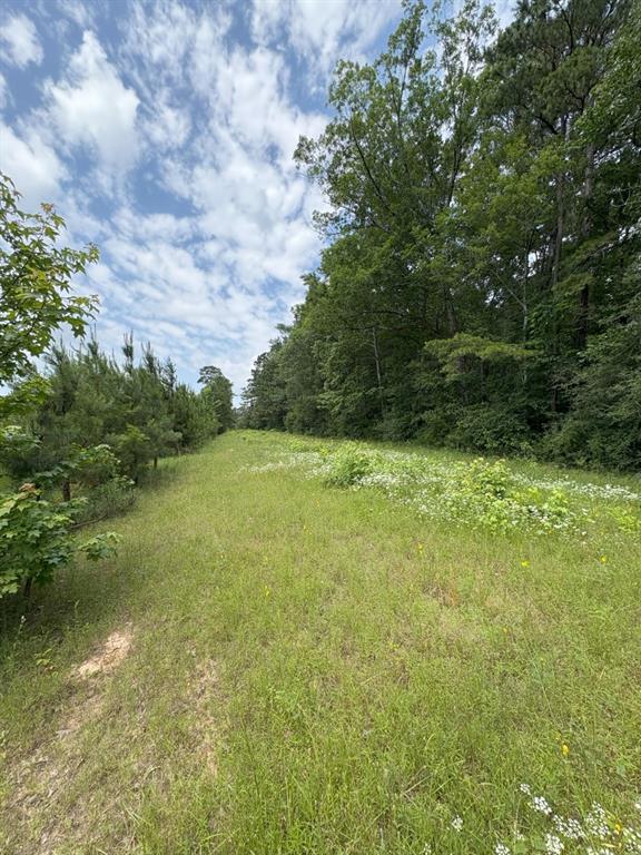 Tbd County Road 425 Property Photo 3
