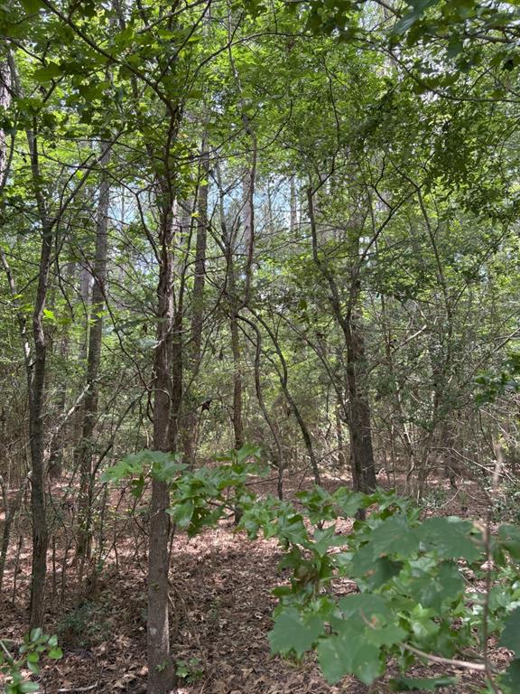 Tbd County Road 425 Property Photo 6