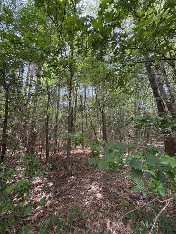 Tbd County Road 425 Property Photo 7