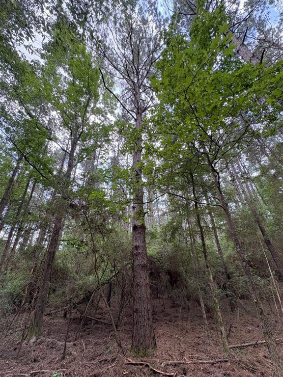 Tbd County Road 425 Property Photo 8