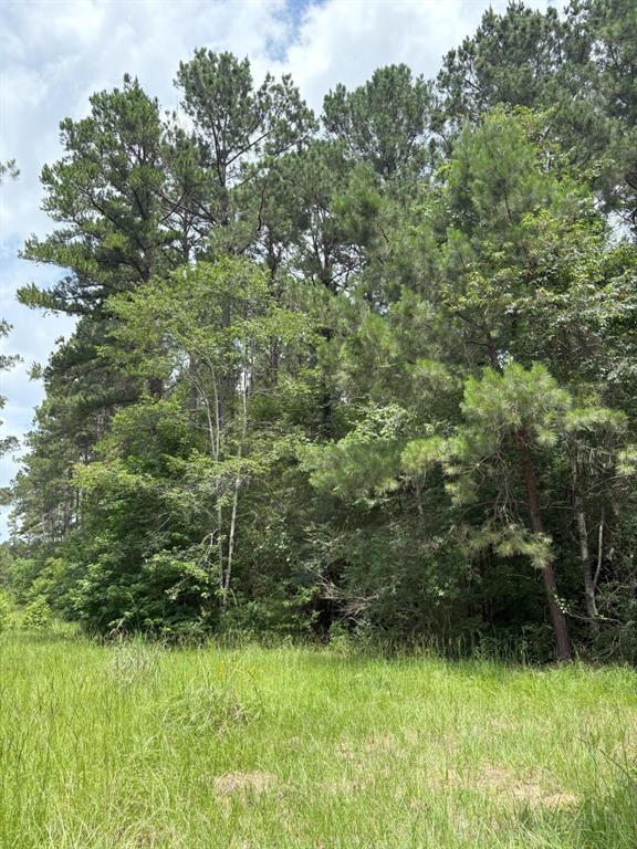 Tbd County Road 425 Property Photo 10