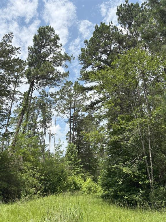Tbd County Road 425 Property Photo 11