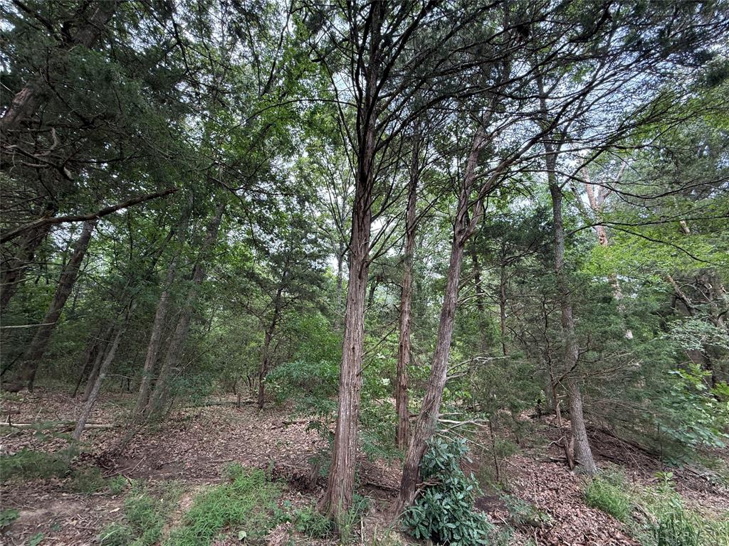 15 Acres County Road 2324 Property Photo 7