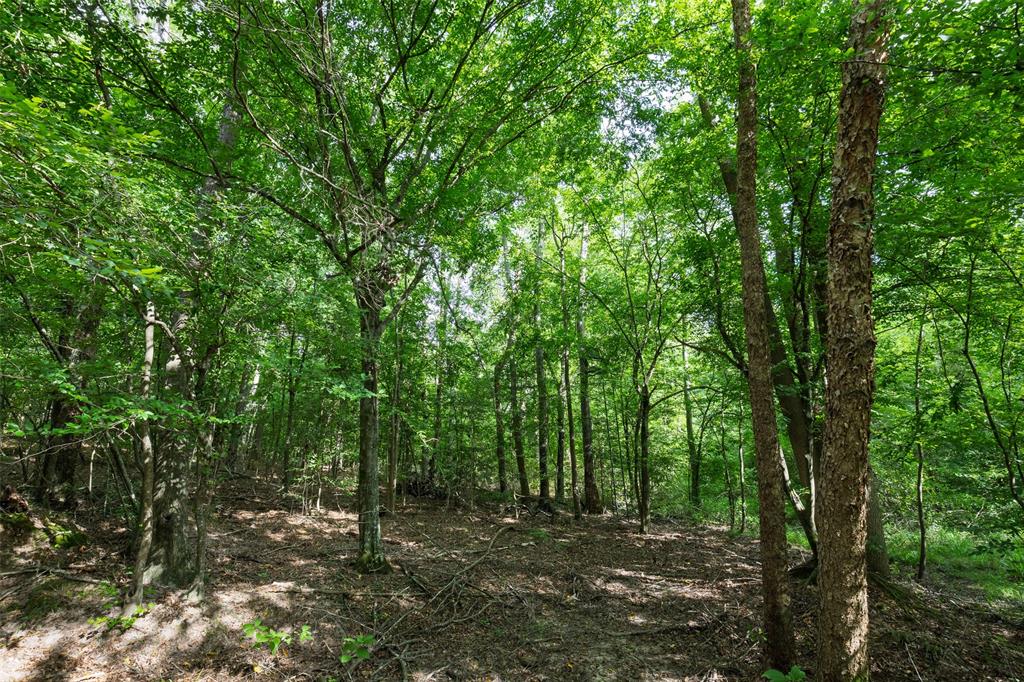00 Lemon Rd. Property Photo 13