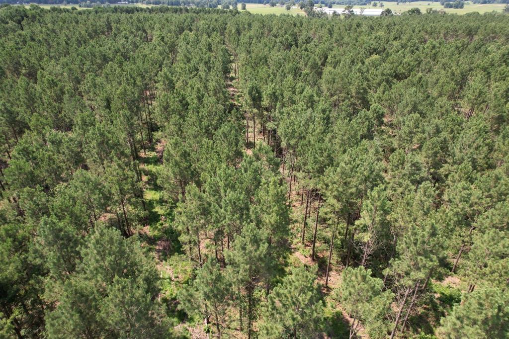 Tbd County Road 3706 Property Photo 14