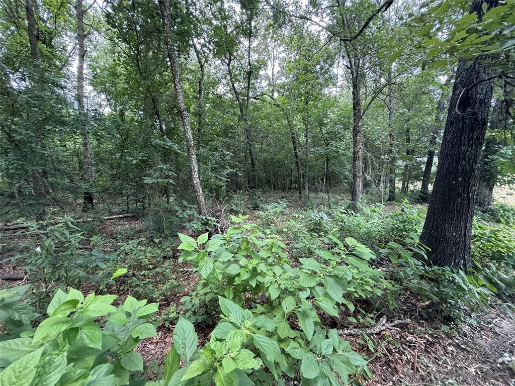 0000 County Road 1130 Property Photo 7