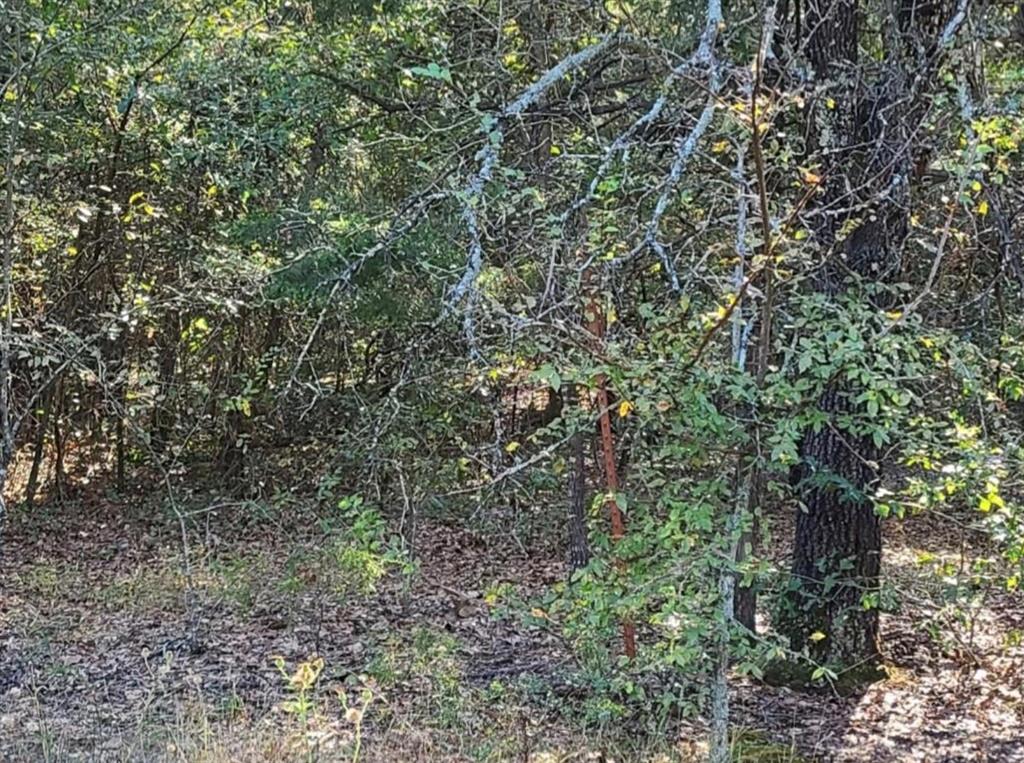 0 County Rd 1158 Property Photo 1