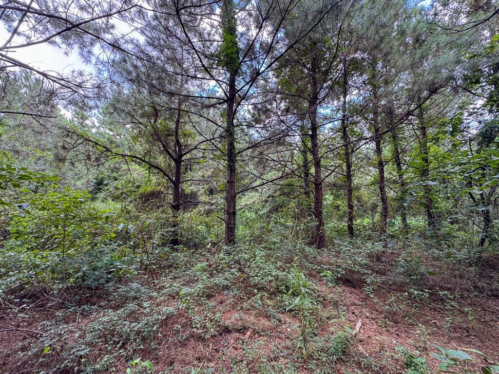 T-1 Provencal Vowell Mills Rd Property Photo 6