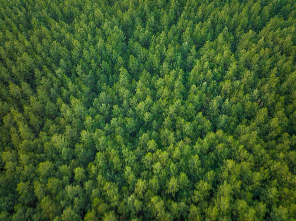 T-1 Starks Big Woods Rd. Property Photo 17