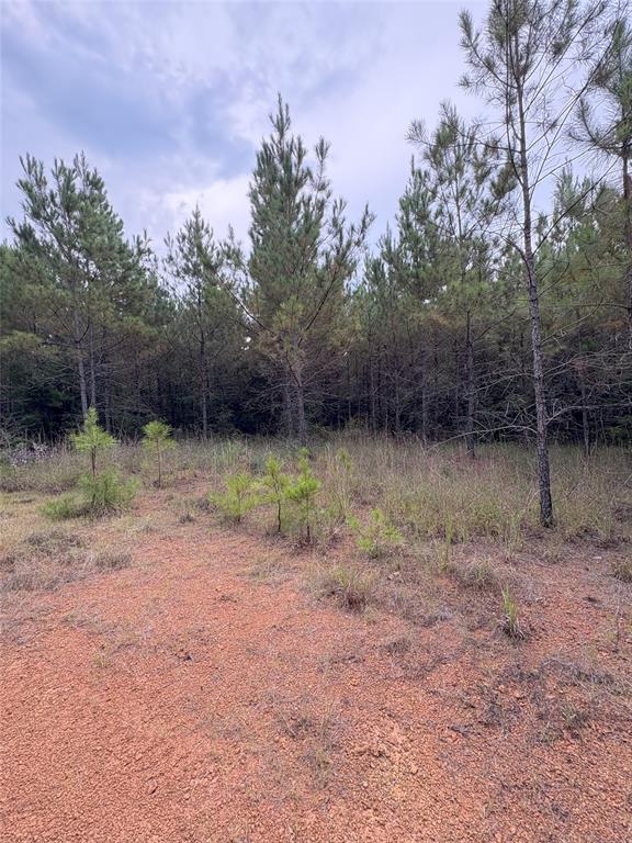 1388 County Road 1060 Property Photo 3