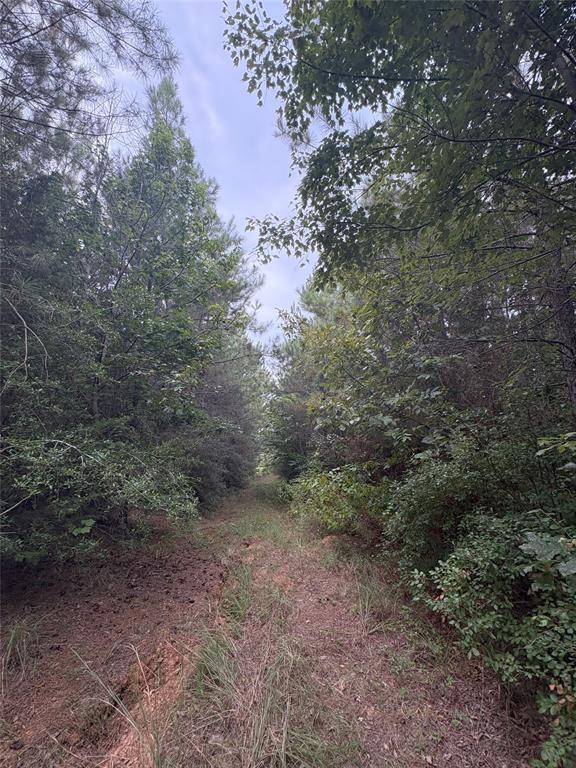 1388 County Road 1060 Property Photo 5