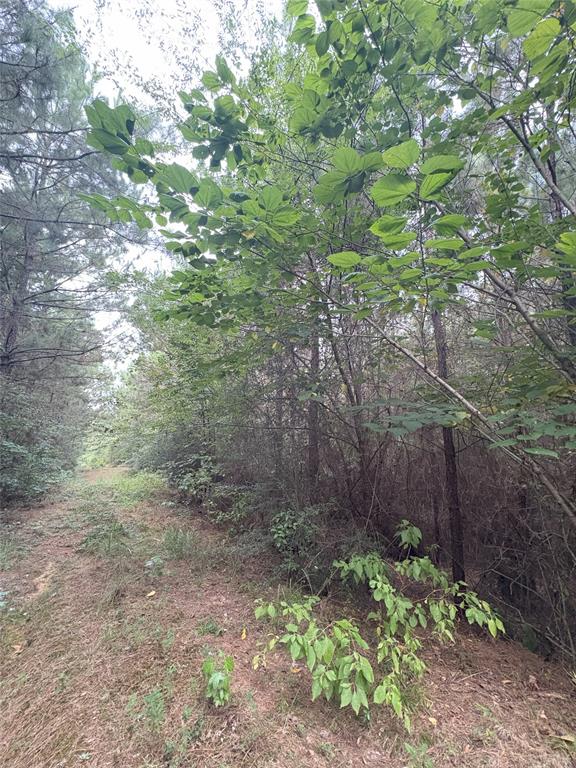 1388 County Road 1060 Property Photo 6