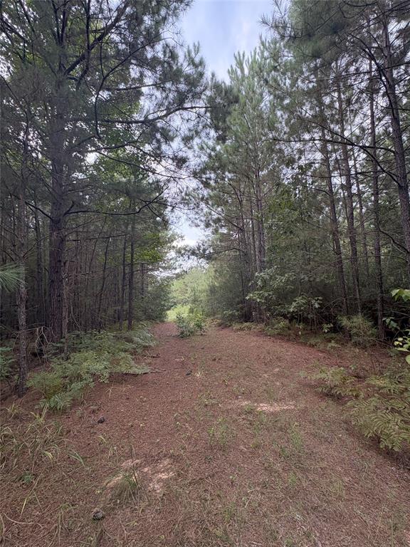 1388 County Road 1060 Property Photo 7