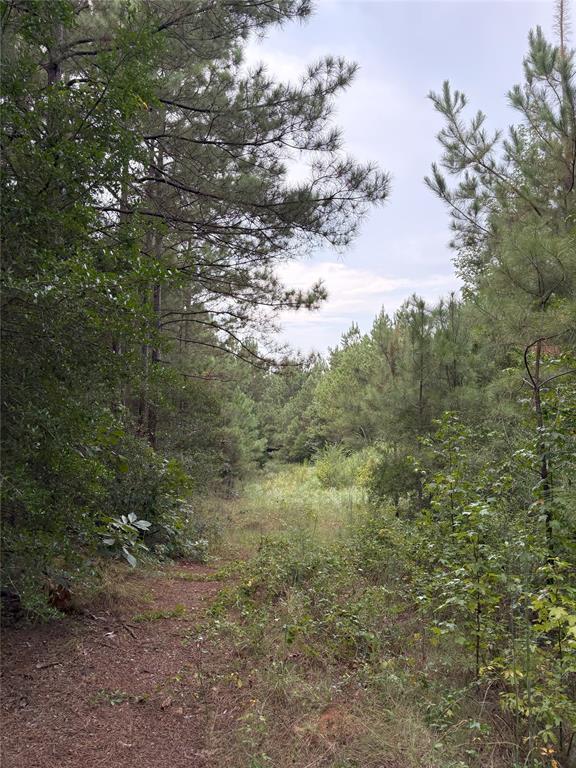 1388 County Road 1060 Property Photo 8