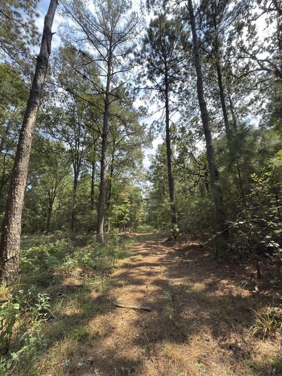 Tbd County Road 283 Property Photo 12