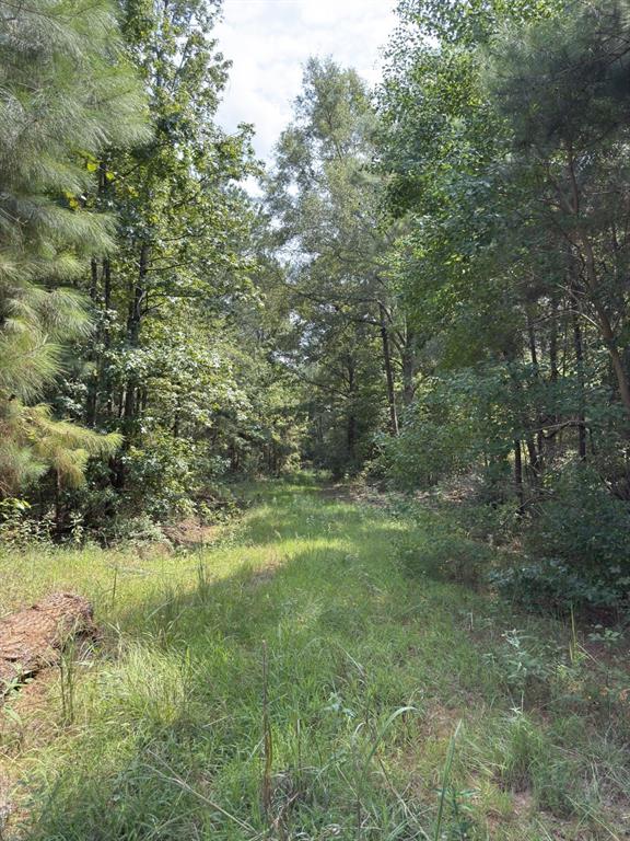 Tbd County Road 283 Property Photo 13