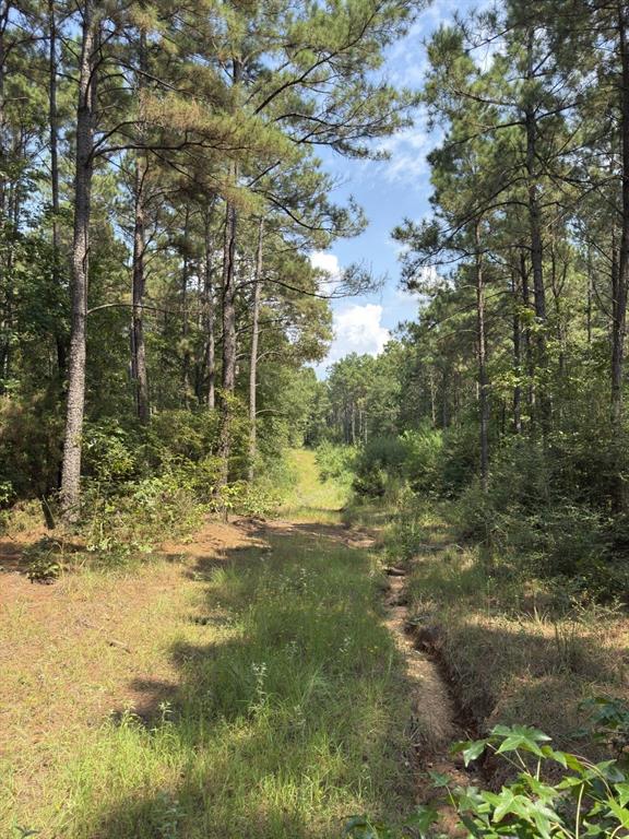Tbd County Road 283 Property Photo 16