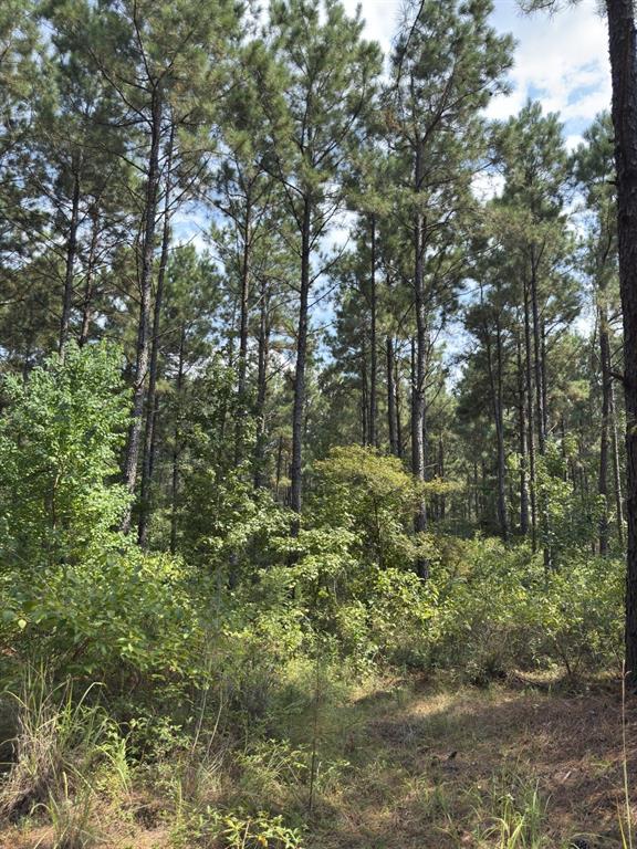 Tbd County Road 283 Property Photo 18