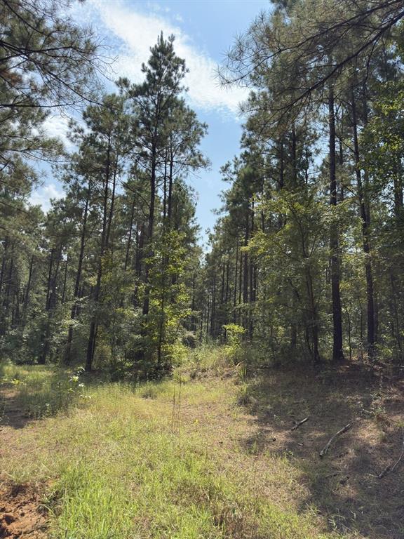 Tbd County Road 283 Property Photo 19