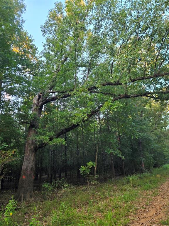 Tbd-1 Fm 2517 Property Photo 9