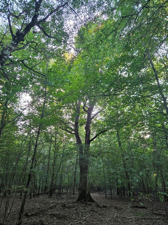 Tbd-1 Fm 2517 Property Photo 15