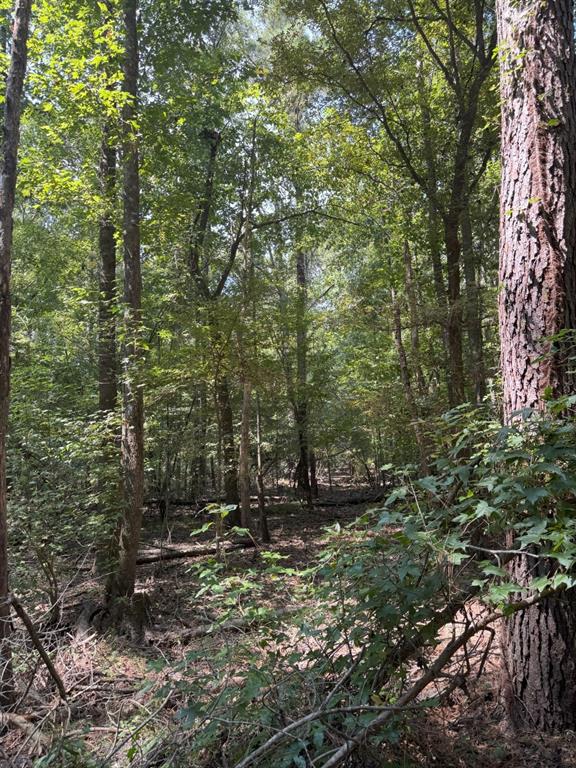 Tbd-1 Fm 2517 Property Photo 20