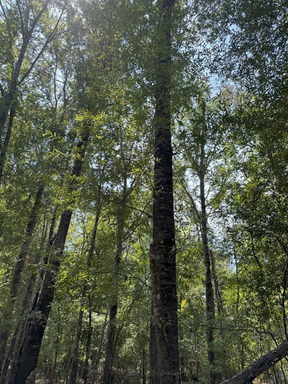 Tbd-1 Fm 2517 Property Photo 22