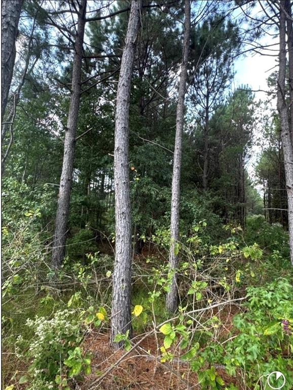 Tbd County Road 1582 Property Photo 4