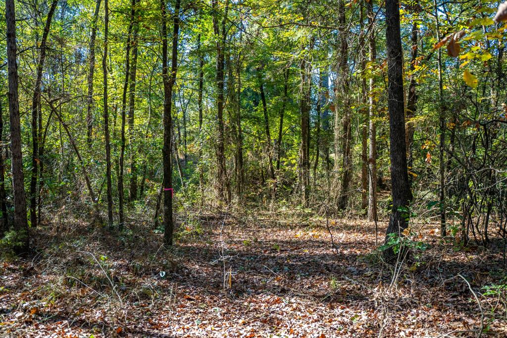 000 County Road 4105 Property Photo 13