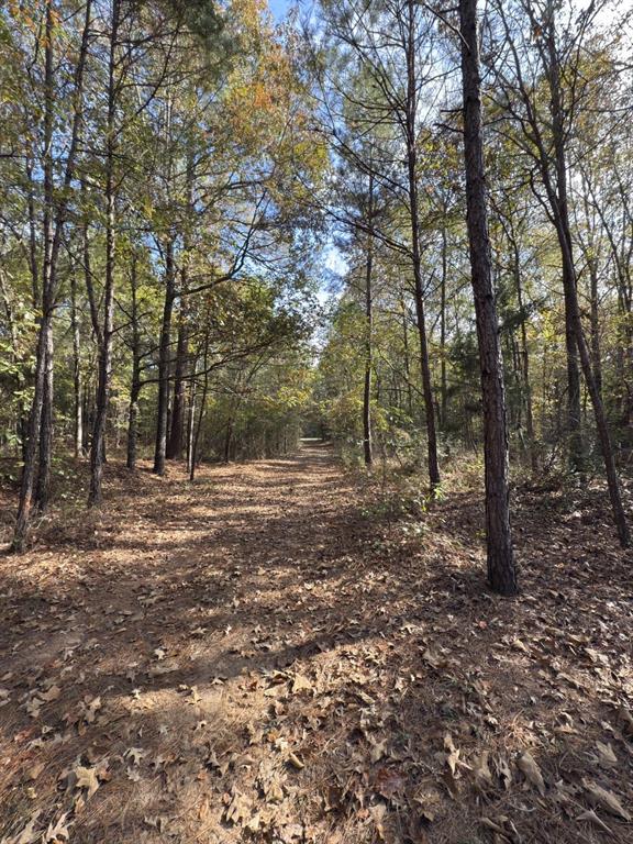 Tbd-a Boggy Road Property Photo 19