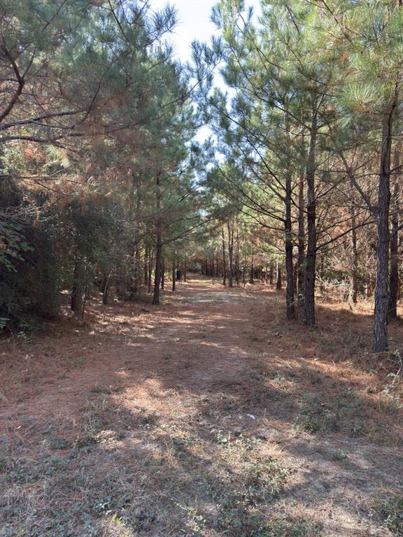 Tbd-a Boggy Road Property Photo 25