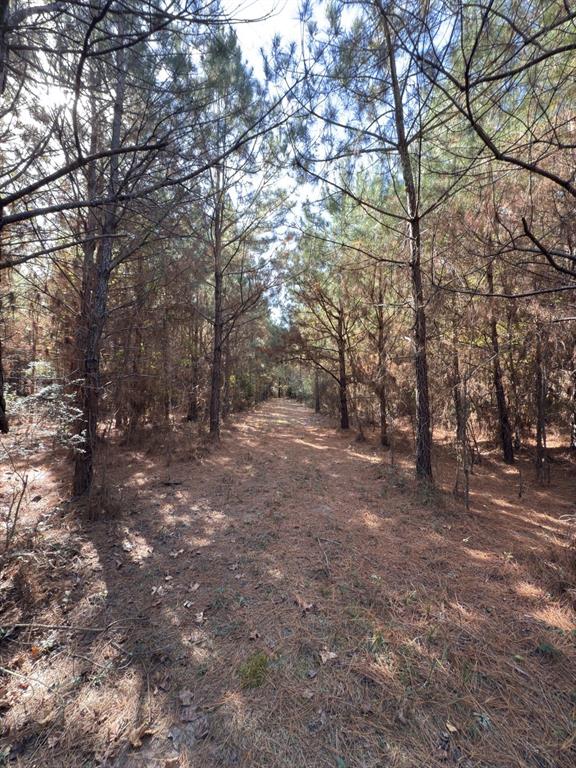 Tbd-a Boggy Road Property Photo 26