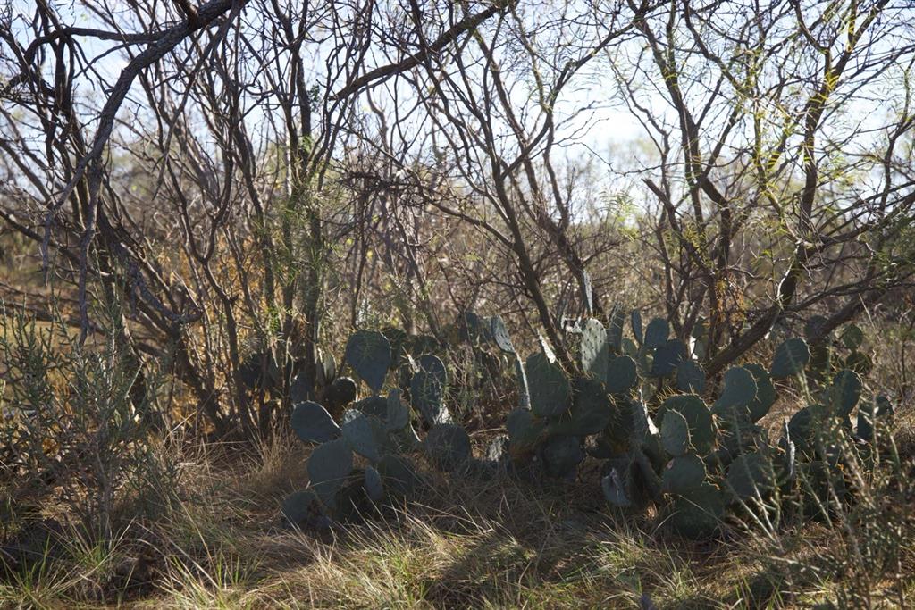 6172 Fm 1769 Property Photo 14