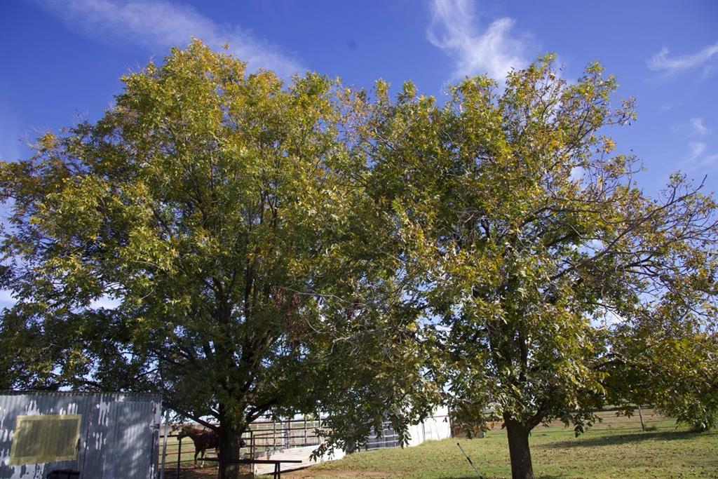6172 Fm 1769 Property Photo 33