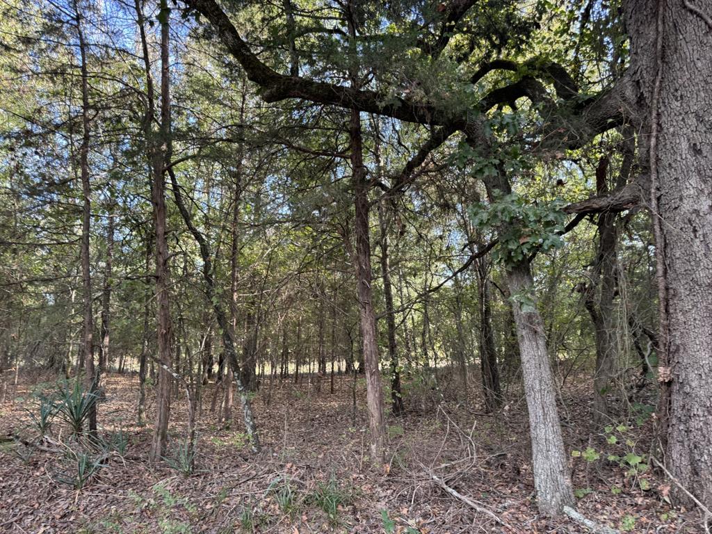 Tbd Fm 195 Property Photo 6